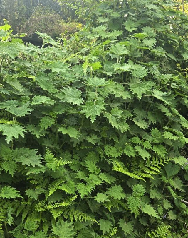 折耳根活麻臭菜产业发展_贵州网红黑暗料理,_贵州怪蔬菜